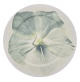 Piatto Sottopiatto in Porcellana Rosenthal Classic Fiore Verde - Plate 33 cm